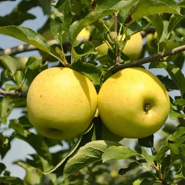 Dorsett_Golden_Low_Chill_Apple_Grafted_Seb_Fruit_Plants_Tree_1_5_3_Feet