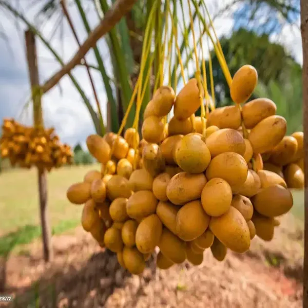 Amber_Anbara_Dates_Palm_Khurma_Khajoor_Arabian_Dwarf_Fruit_Plants_Tree_1