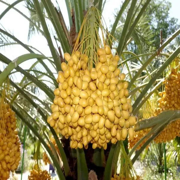Amber_Anbara_Dates_Palm_Khurma_Khajoor_Arabian_Dwarf_Fruit_Plants_Tree_1