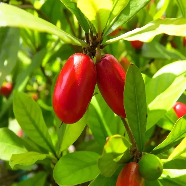 Miracle_Berry_Fruit_Air_Layering_Grafted_Plants_Tree_1_2_Feet_Size
