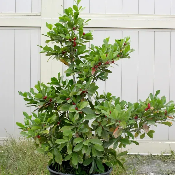 Miracle_Berry_Fruit_Air_Layering_Grafted_Plants_Tree_1_2_Feet_Size