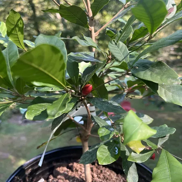 Miracle_Berry_Fruit_Air_Layering_Grafted_Plants_Tree_1_2_Feet_Size
