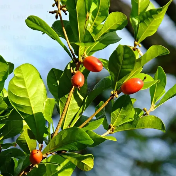 Miracle_Berry_Fruit_Air_Layering_Grafted_Plants_Tree_1_2_Feet_Size