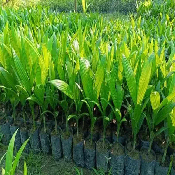 Vtlah_1_Vittal_Hybrid_1_Arecanut_Betel_Nut_Hybrid_Dwarf_Plants_Tree_1_5