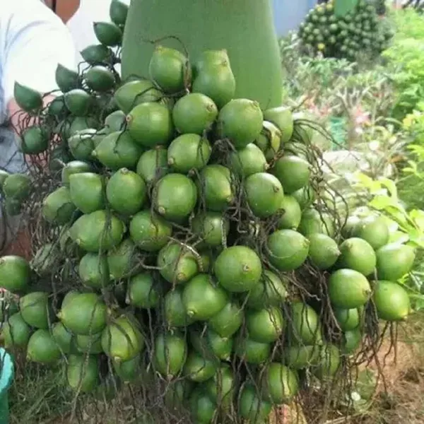 Vtlah_1_Vittal_Hybrid_1_Arecanut_Betel_Nut_Hybrid_Dwarf_Plants_Tree_1_5