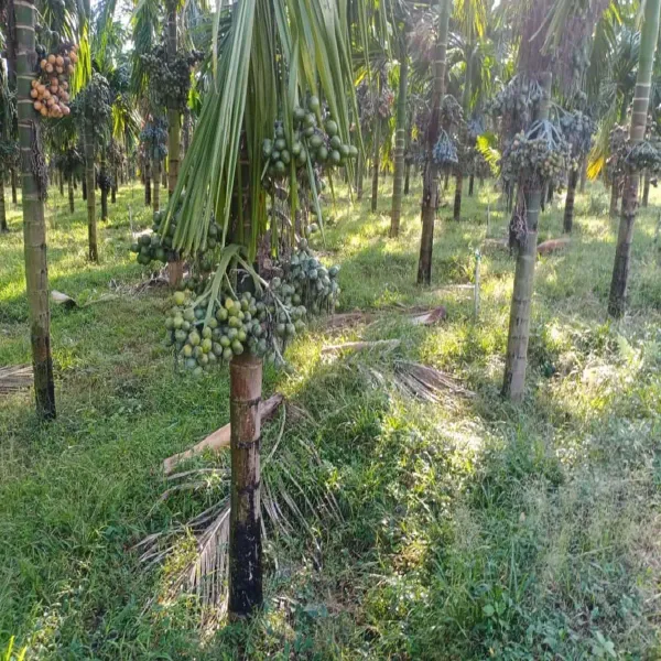 Vtlah_1_Vittal_Hybrid_1_Arecanut_Betel_Nut_Hybrid_Dwarf_Plants_Tree_1_5