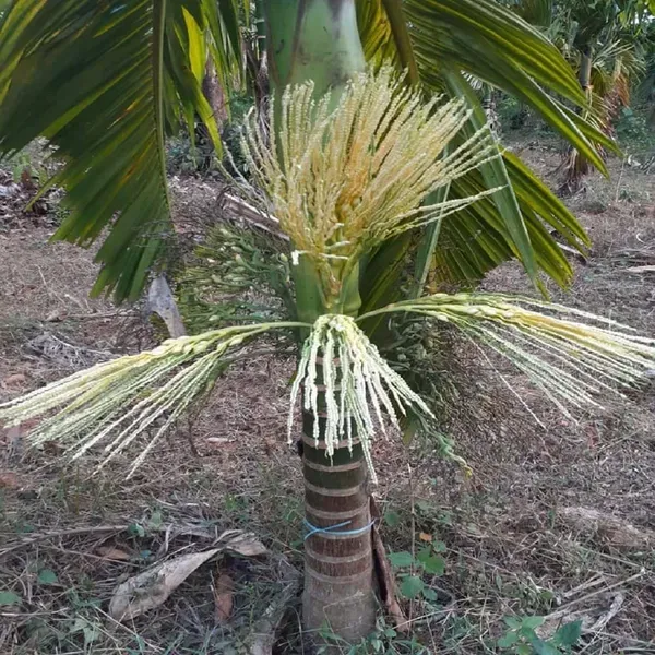 Vtlah_1_Vittal_Hybrid_1_Arecanut_Betel_Nut_Hybrid_Dwarf_Plants_Tree_1_5