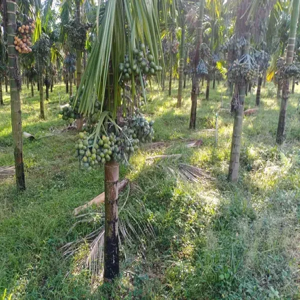 Vtlah_1_Vittal_Hybrid_1_Arecanut_Betel_Nut_Hybrid_Dwarf_Plants_Tree_1_5