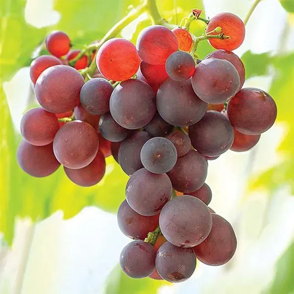 Red_Flame_Seedless_Grapes_Angoor_Fruit_Air_Layering_Grafted_Plants_Tree