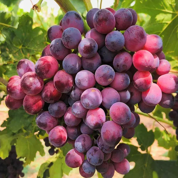Red_Flame_Seedless_Grapes_Angoor_Fruit_Air_Layering_Grafted_Plants_Tree