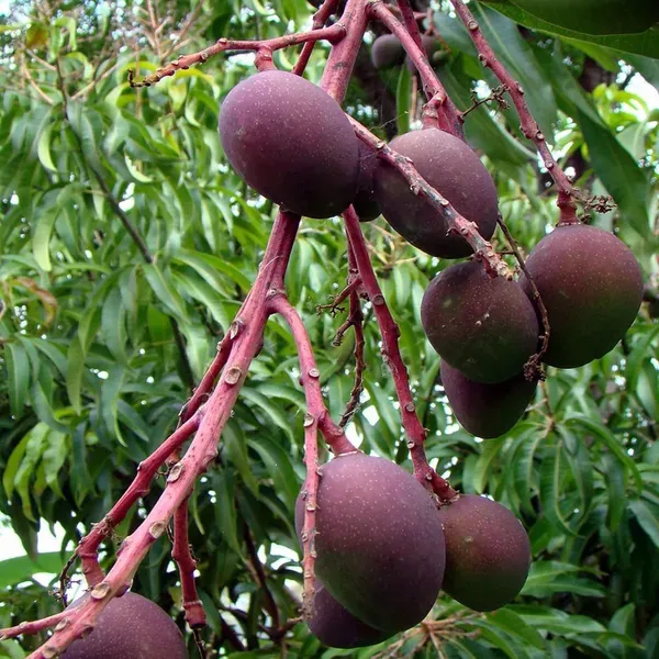 Tommy_Atkins_All_Time_Mango_Grafted_Aam_Fruit_Plants_Tree_1_5_3_Feet_Siz