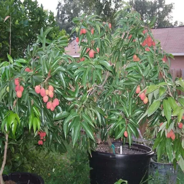 Early_Seedless_Litchi_Lychee_Fruit_Air_Layering_Grafted_Plants_Tree_1_2