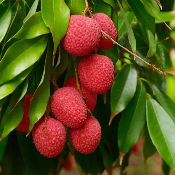 Early_Seedless_Litchi_Lychee_Fruit_Air_Layering_Grafted_Plants_Tree_1_2