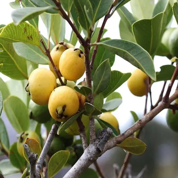 Yellow_Strawberry_Guava_Amrood_Fruit_Air_Layering_Grafted_Plants_Tree_1