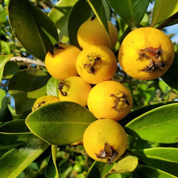 Yellow_Strawberry_Guava_Amrood_Fruit_Air_Layering_Grafted_Plants_Tree_1