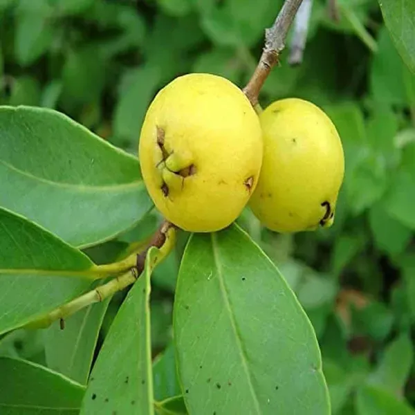 Yellow_Strawberry_Guava_Amrood_Fruit_Air_Layering_Grafted_Plants_Tree_1