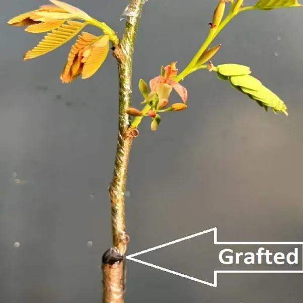 Red_Sweet_Tamarind_Imli_Fruit_Grafted_Plants_Tree_1_5_3_Feet_Size