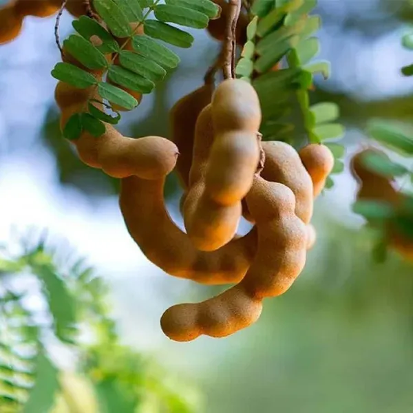 Red_Sweet_Tamarind_Imli_Fruit_Grafted_Plants_Tree_1_5_3_Feet_Size