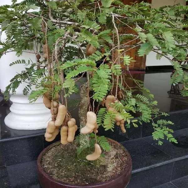 Red_Sweet_Tamarind_Imli_Fruit_Grafted_Plants_Tree_1_5_3_Feet_Size