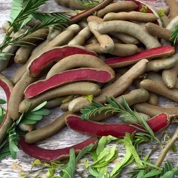 Red_Sweet_Tamarind_Imli_Fruit_Grafted_Plants_Tree_1_5_3_Feet_Size