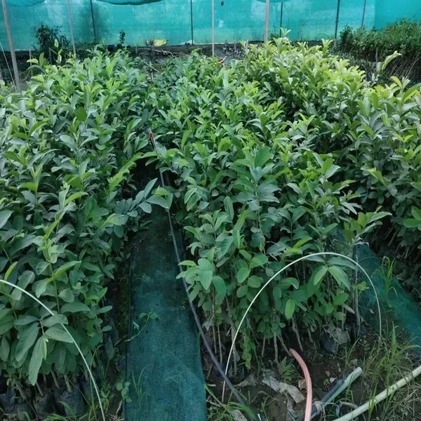 Thai_7_Guava_Amrood_Variety_Fruit_Air_Layering_Grafted_Plants_Tree_1_5