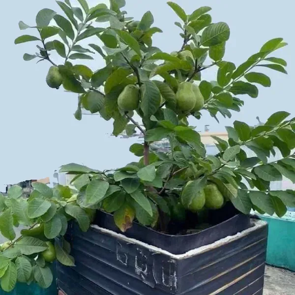 Thai_7_Guava_Amrood_Variety_Fruit_Air_Layering_Grafted_Plants_Tree_1_5