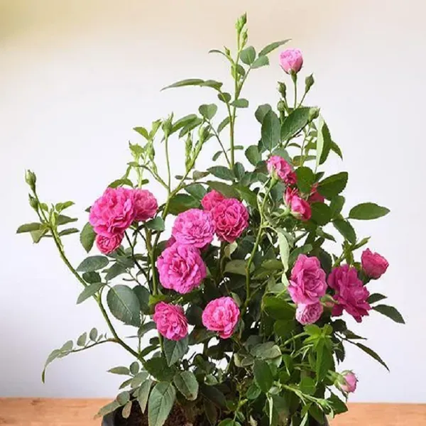 Pink_Colour_Button_Miniature_Rose_Fragrant_Flower_Plants_Tree_1_2_Feet_Si