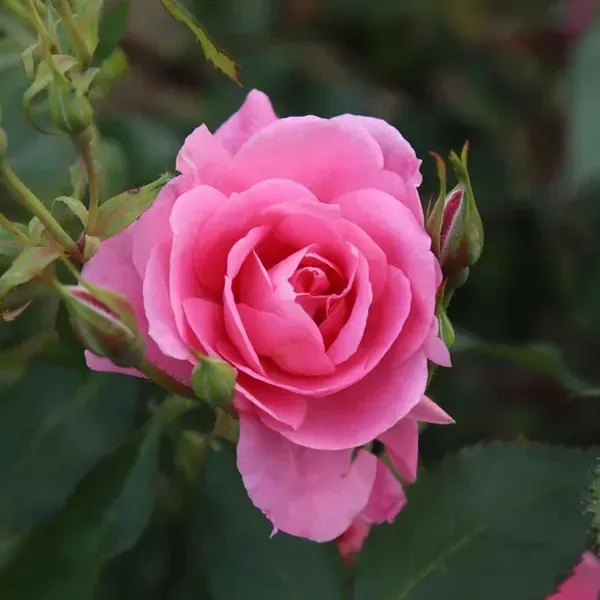 Pink_Colour_Button_Miniature_Rose_Fragrant_Flower_Plants_Tree_1_2_Feet_Si