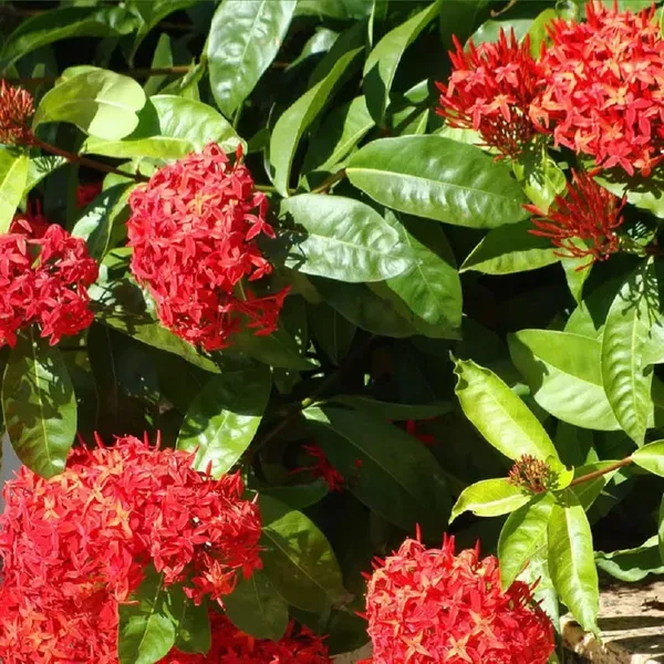 Red_Colour_Ixora_Rukmini_Rangan_Flower_Plants_Tree_1_2_Feet_Size