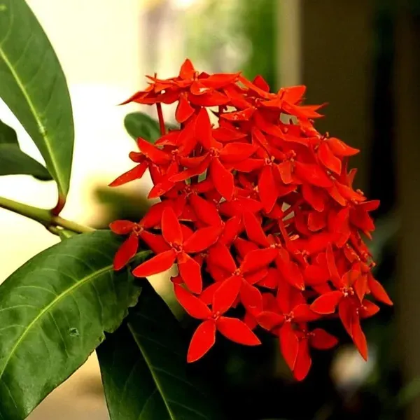 Red_Colour_Ixora_Rukmini_Rangan_Flower_Plants_Tree_1_2_Feet_Size