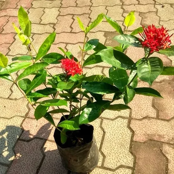 Red_Colour_Ixora_Rukmini_Rangan_Flower_Plants_Tree_1_2_Feet_Size