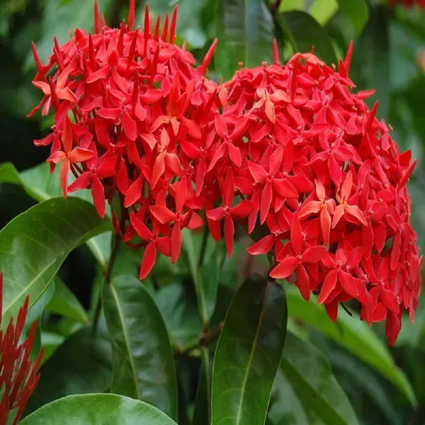 Red_Colour_Ixora_Rukmini_Rangan_Flower_Plants_Tree_1_2_Feet_Size