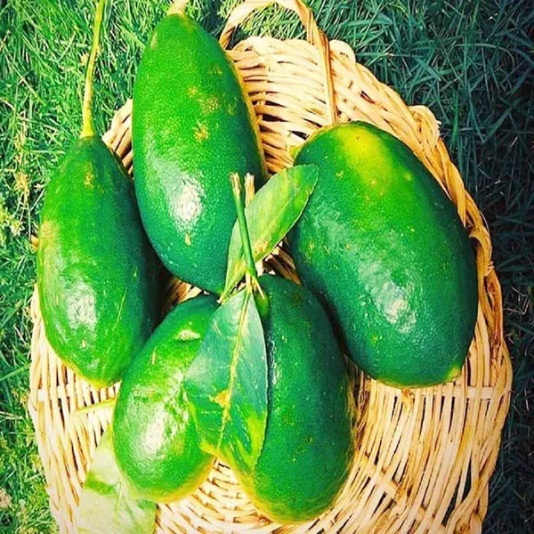 Gandharaj_Aroma_King_Lemon_Nimbu_Fruit_Air_Layering_Grafted_Plants_Tree