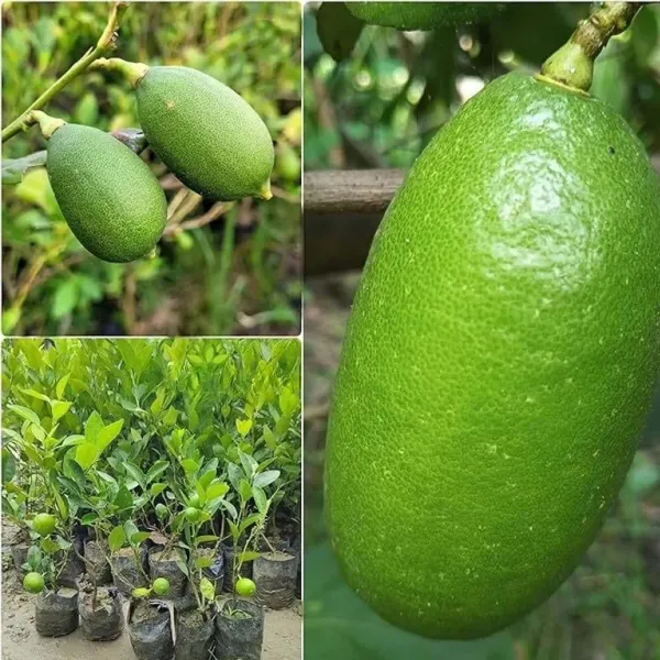 Gandharaj_Aroma_King_Lemon_Nimbu_Fruit_Air_Layering_Grafted_Plants_Tree