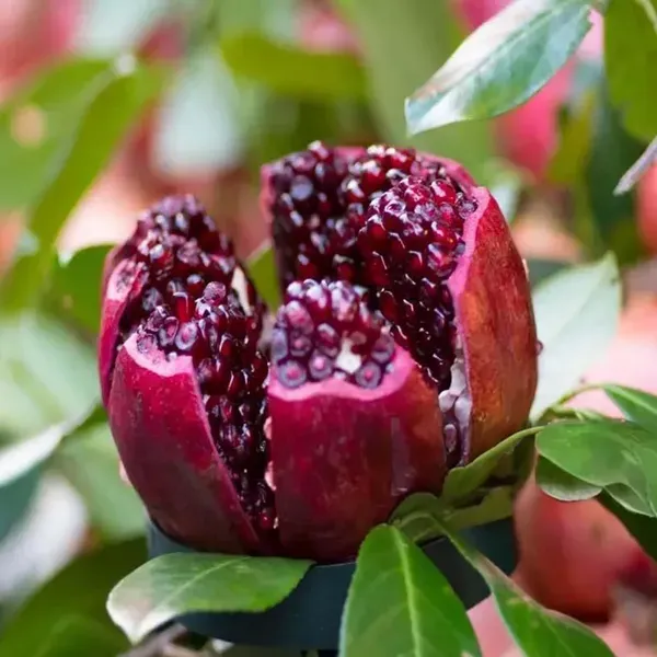 Super_Bhagwa_Pomegranate_Anar_Fruit_Air_Layering_Grafted_Plants_Tree_1
