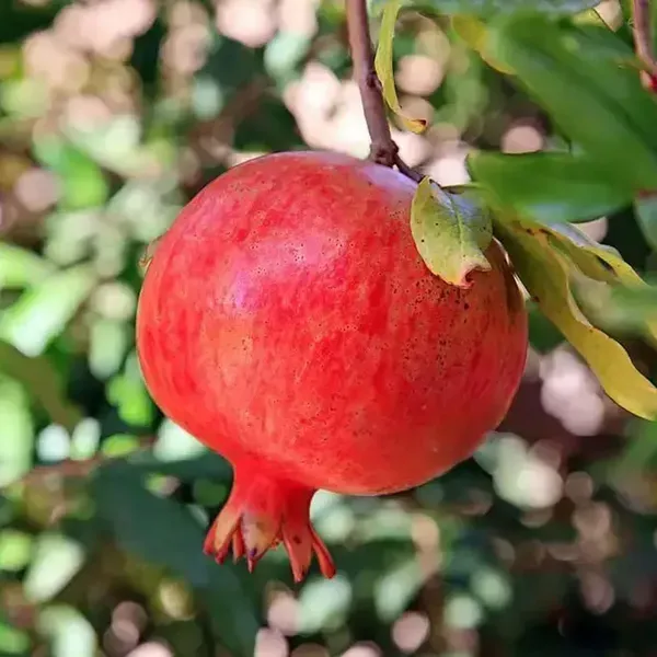 Super_Bhagwa_Pomegranate_Anar_Fruit_Air_Layering_Grafted_Plants_Tree_1