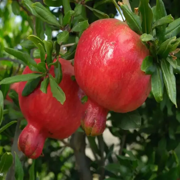 Super_Bhagwa_Pomegranate_Anar_Fruit_Air_Layering_Grafted_Plants_Tree_1