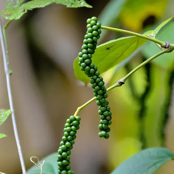 Black_Pepper_Nigrum_Gol_Mirch_Kali_Mirch_Spice_Plants_Tree_1_3_Feet_Size