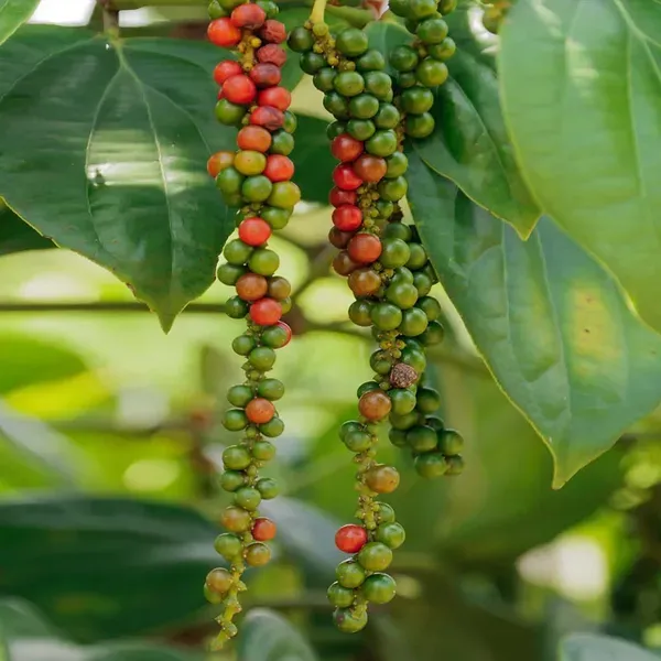 Black_Pepper_Nigrum_Gol_Mirch_Kali_Mirch_Spice_Plants_Tree_1_3_Feet_Size