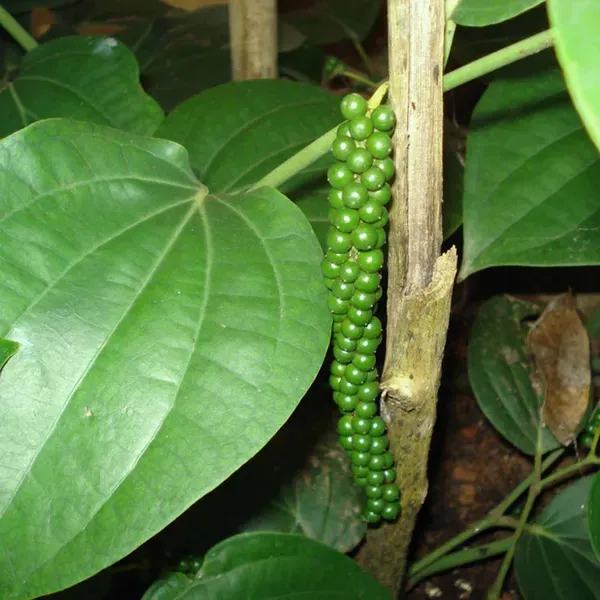Black_Pepper_Nigrum_Gol_Mirch_Kali_Mirch_Spice_Plants_Tree_1_3_Feet_Size