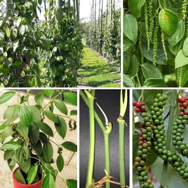 Black_Pepper_Nigrum_Gol_Mirch_Kali_Mirch_Spice_Plants_Tree_1_3_Feet_Size