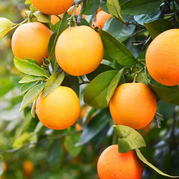Bhutani_Chataki_Orange_Grafted_Santra_Fruit_Plants_Tree_1_2_Feet_Size