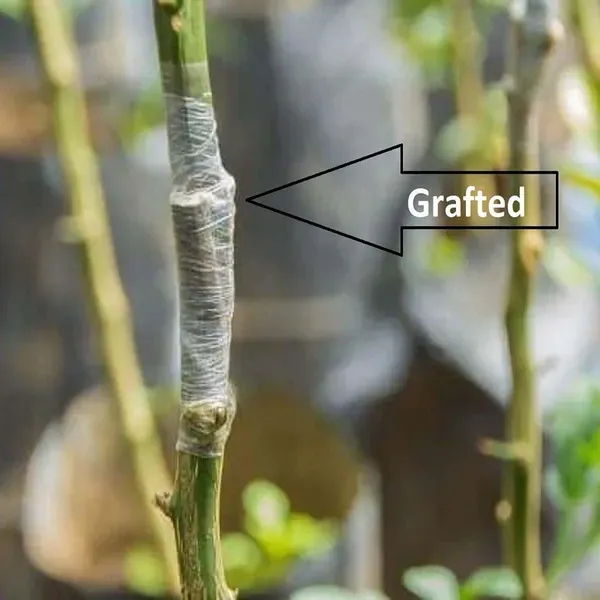 Bhutani_Chataki_Orange_Grafted_Santra_Fruit_Plants_Tree_1_2_Feet_Size