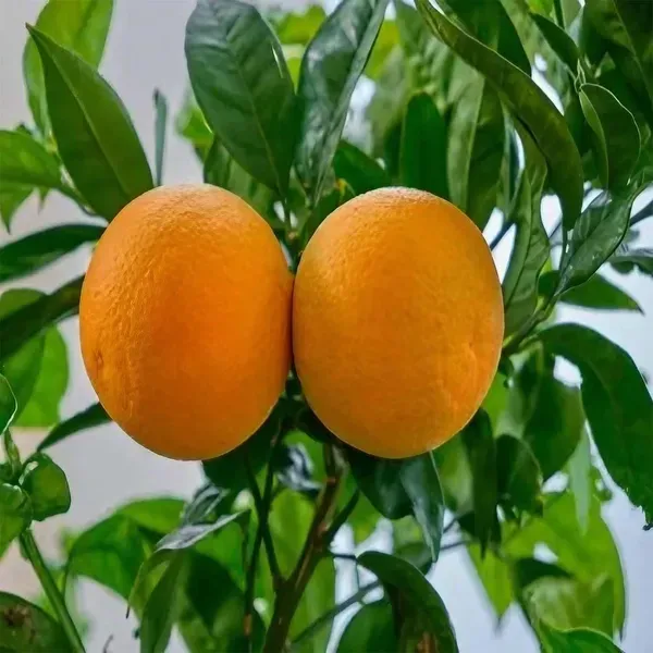 Bhutani_Chataki_Orange_Grafted_Santra_Fruit_Plants_Tree_1_2_Feet_Size