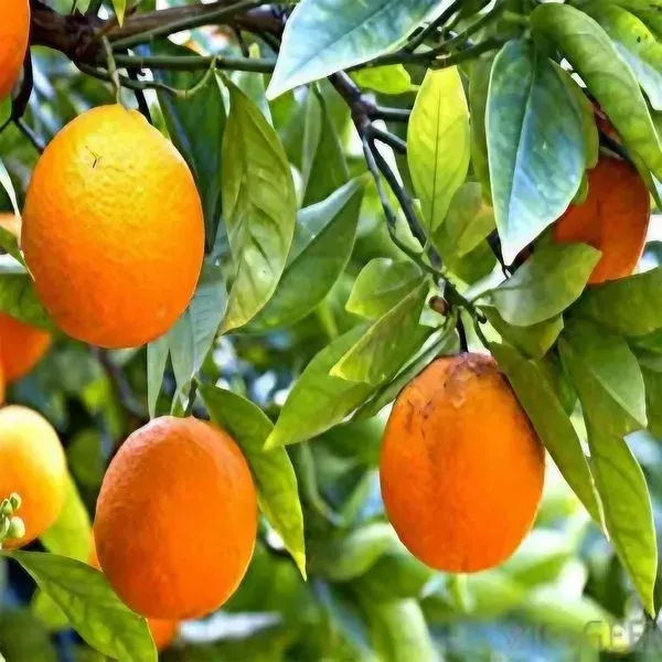 Bhutani_Chataki_Orange_Grafted_Santra_Fruit_Plants_Tree_1_2_Feet_Size