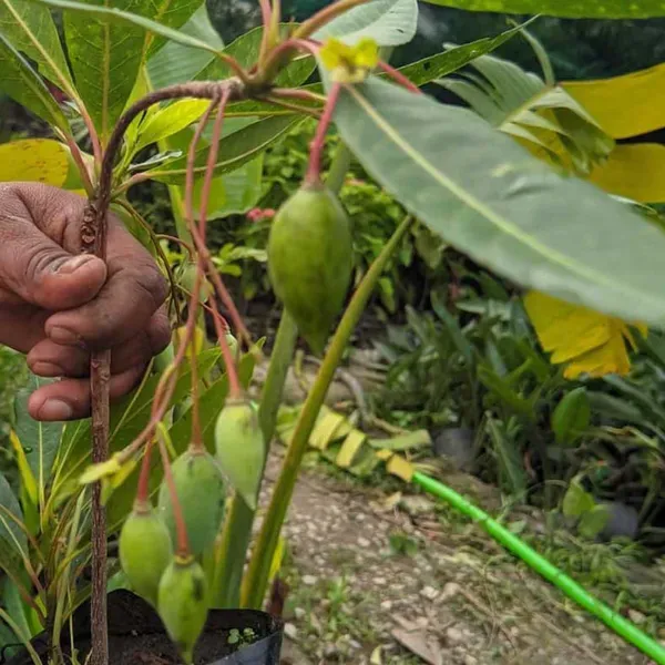 Rudraksha_Nepal_Plants_Tree_1_5_3_Feet_Size