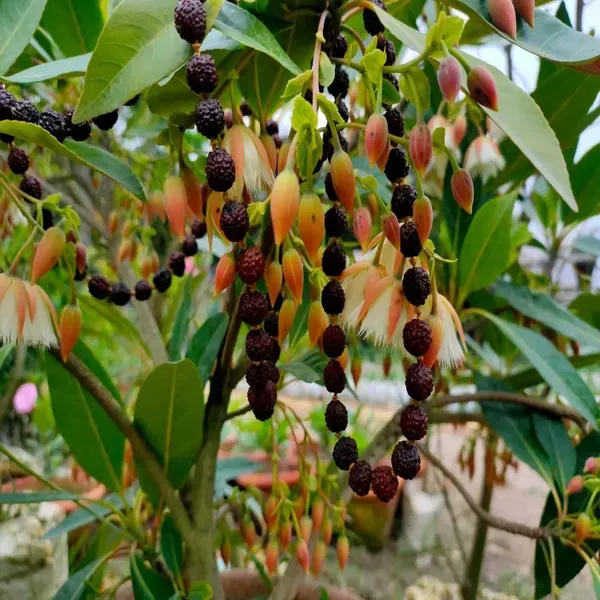 Rudraksha_Nepal_Plants_Tree_1_5_3_Feet_Size
