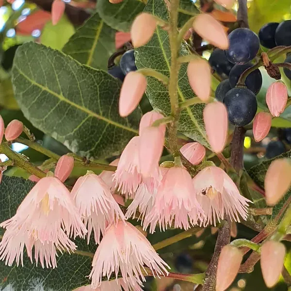 Rudraksha_Nepal_Plants_Tree_1_5_3_Feet_Size