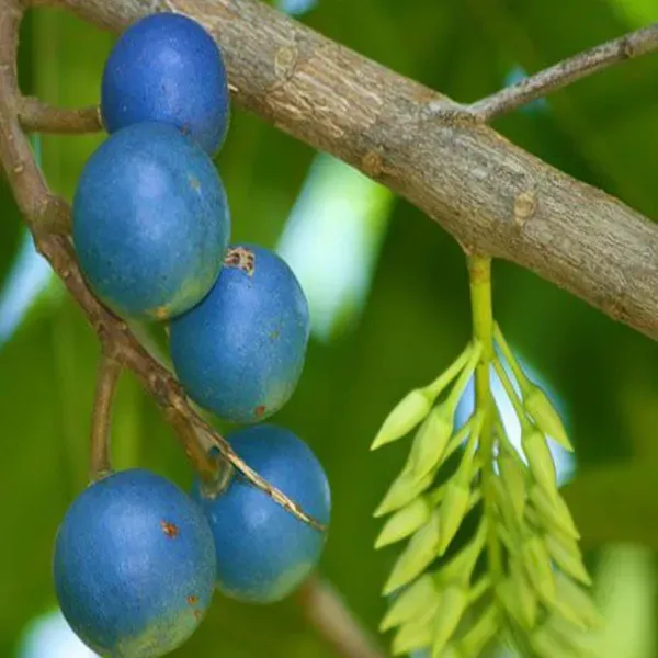 Rudraksha_Nepal_Plants_Tree_1_5_3_Feet_Size