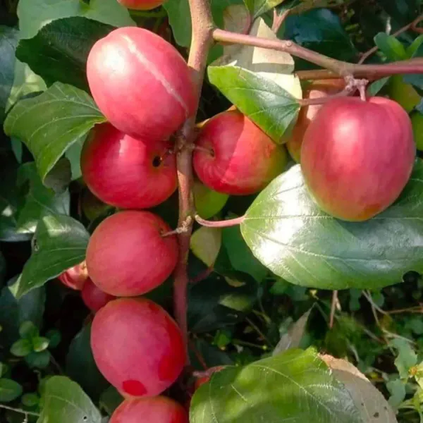 Red_Sundari_Apple_Ber_Jujube_Grafted_Fruit_Plant_1_2_Feet_Size